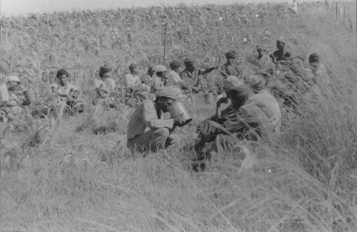 Xhosa men. Drinking beer in the fields while working together. 1980